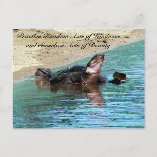 Random Act of Kindess Postcard - Soft Snäcka Turtl Vykort