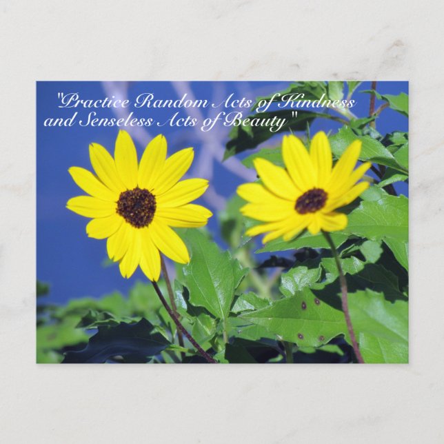Random Acts of Kindness Postcard- Black Eyed Susan Vykort (Framsida)