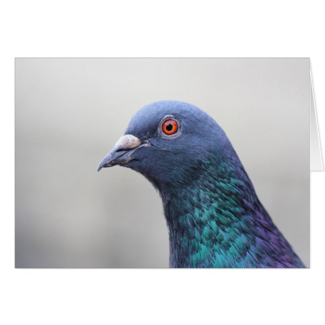 Random Pigeon Hälsningskort (Framsidan Horizontal)
