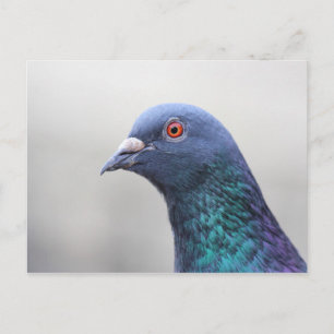 Random Pigeon Vykort