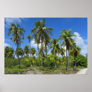 Rangiroa Handflatan Träd Poster