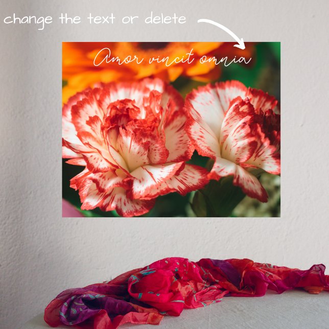 Ranka nejlikor och gerbera poster (Skapare uppladdad)