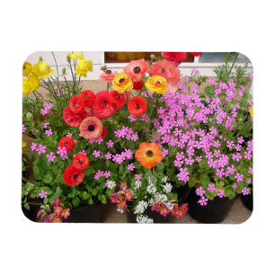 Rannunculus Vår Lökar blommigt Flowers Flower Magnet