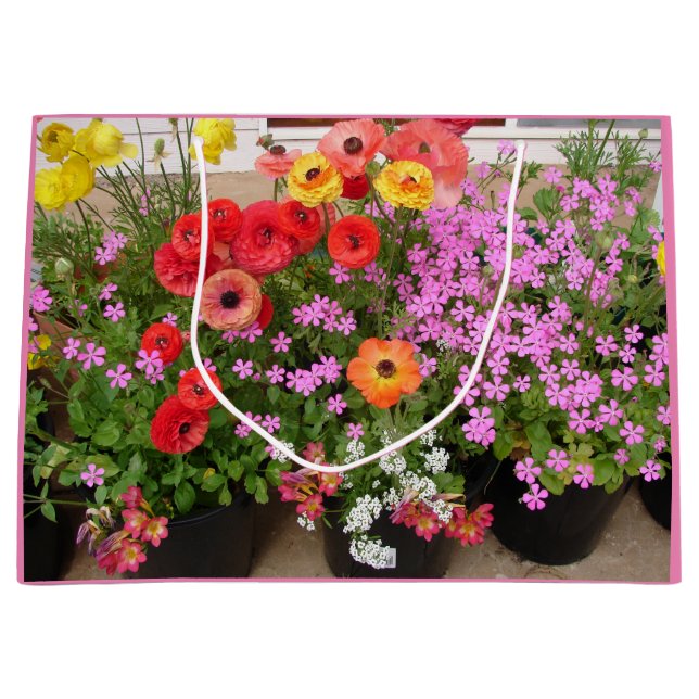 Rannunculus Vår Lökar, födelsedagskaka, förmånslåd (Framsidan)