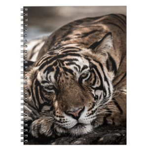 Ranthambore tiger: nära bra konst. anteckningsbok