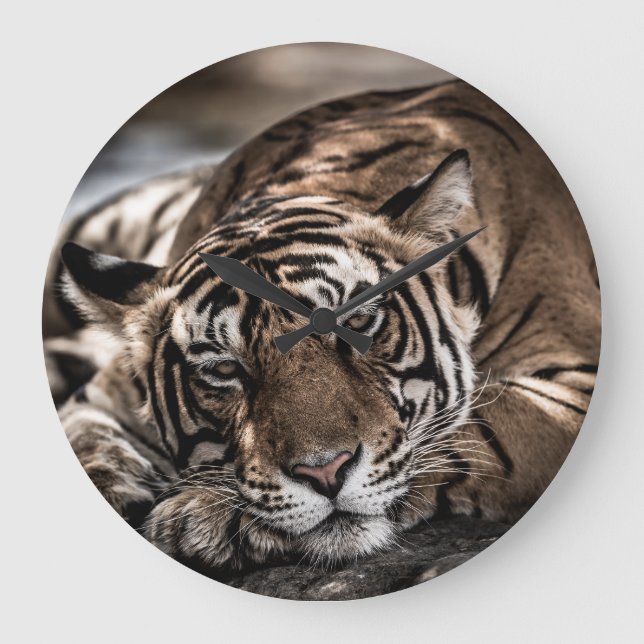 Ranthambore tiger: nära bra konst. stor klocka (Framsida)