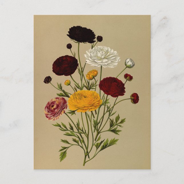 Ranunculus Asiaticus Doublé Persian Ranunculus Vykort (Framsida)