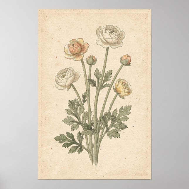 Ranunculus Botanisk Tryck (Framsidan)