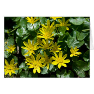 Ranunculus ficaria hälsningskort