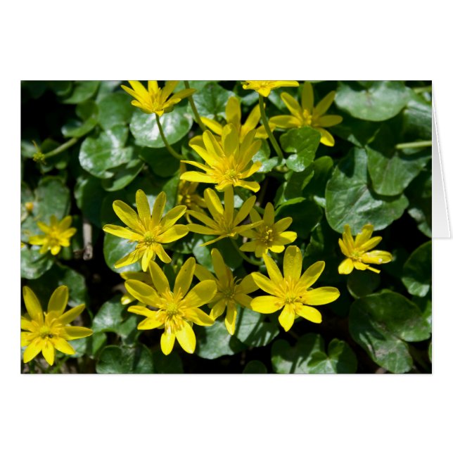 Ranunculus ficaria hälsningskort (Framsidan Horizontal)