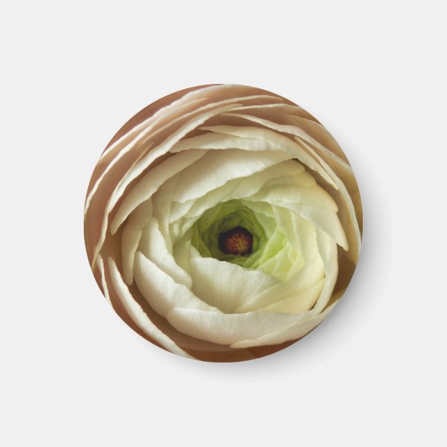 Ranunculus Flower Magnet (Framsidan)