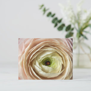Ranunculus Flower Vykort