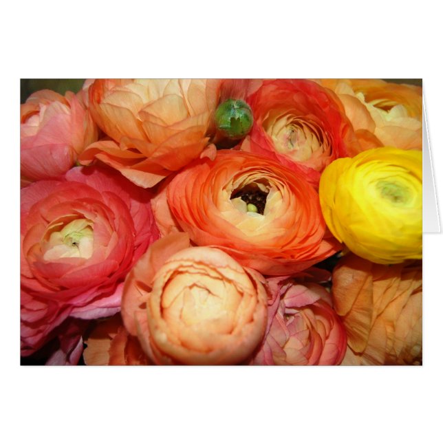 Ranunculus Hälsningskort (Framsidan Horizontal)