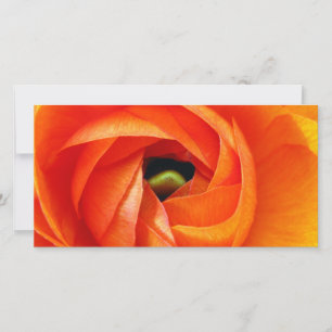 Ranunculus Macro Photocard