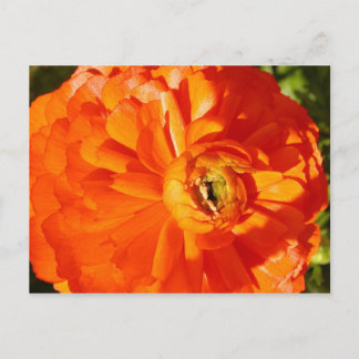Ranunculus MS-medvetandepostkort Vykort