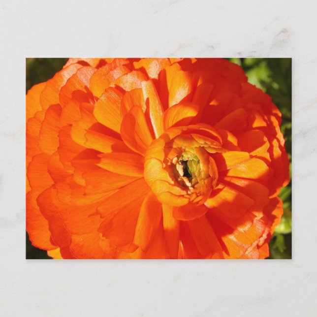 Ranunculus MS-medvetandepostkort Vykort (Framsida)