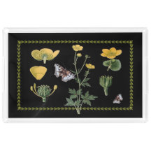 Ranunculus på det svart stora akrylmagasinet