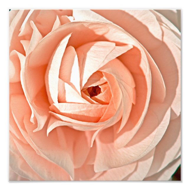 Ranunculus Swirl Fototryck (Framsidan)