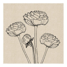 Ranunculus Teckning Canvas Flower Poster