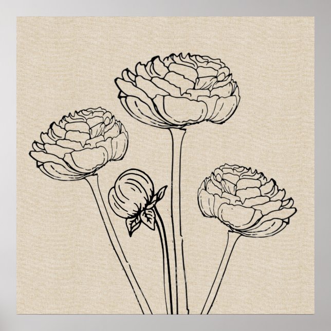 Ranunculus Teckning Canvas Flower Poster (Framsidan)