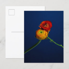 Ranunculus vycard vykort