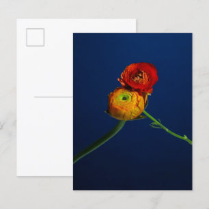 Ranunculus vycard vykort