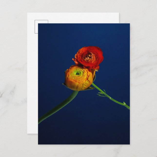 Ranunculus vycard vykort (Fram/baksida)