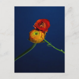 Ranunculus vycard vykort