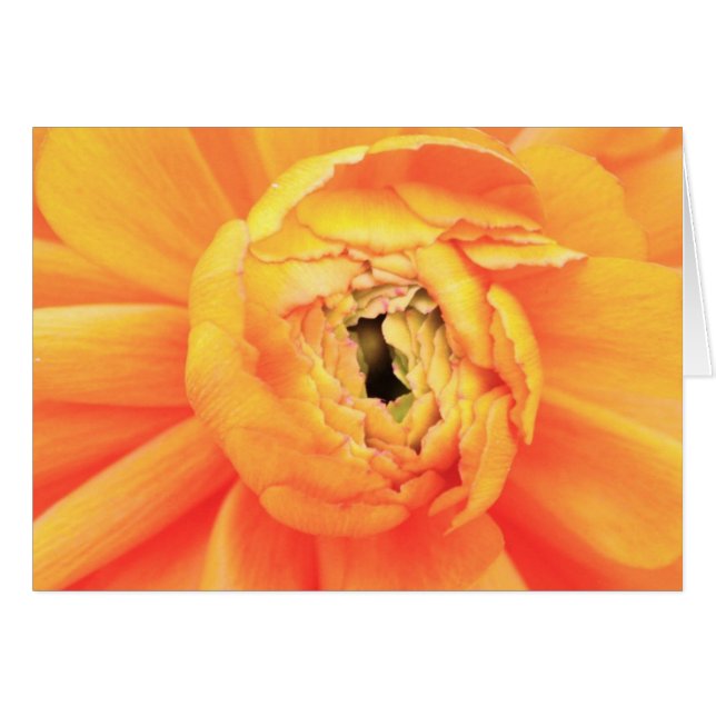 Ranunculusöppning. Hälsningskort (Framsidan Horizontal)