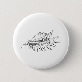 Rapana Seashell Knapp