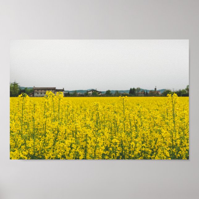 Rapeseed fält poster (Framsidan)