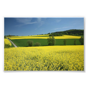 Rapeseedfält nära Bavenhausen, Tyskland Fototryck