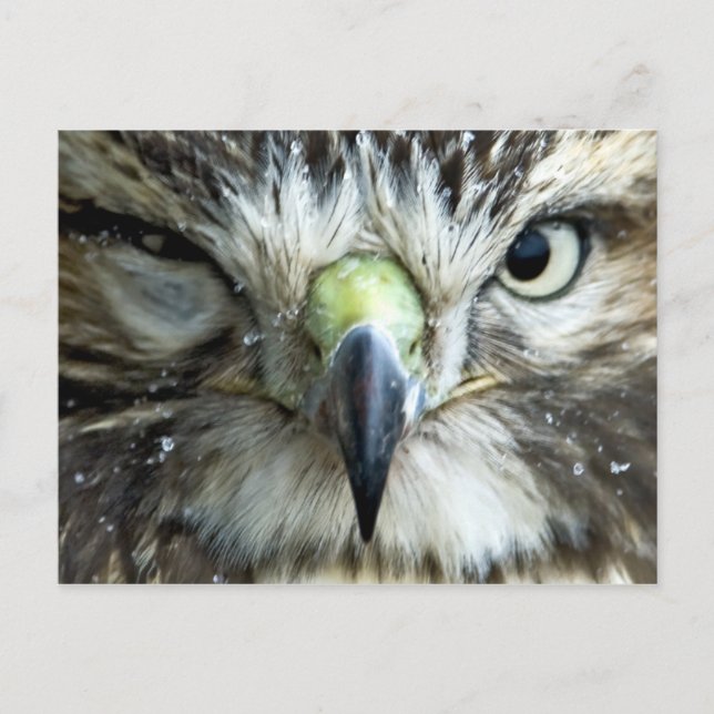 Rapid-vykort Vykort (Framsida)