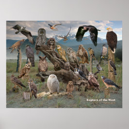 Rapktorer från Väster 2019 Poster