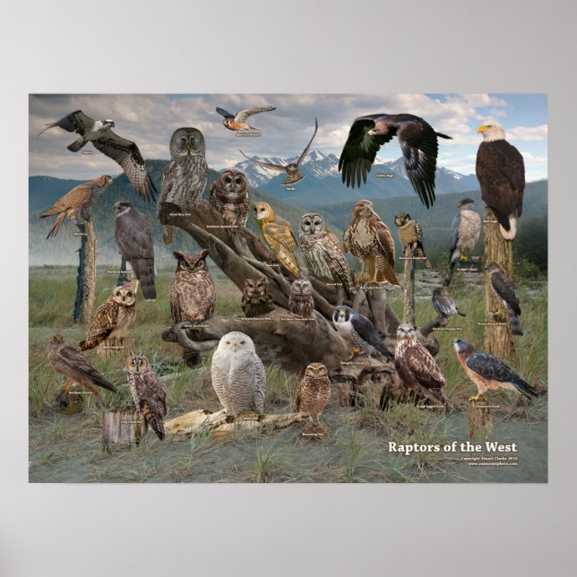 Rapktorer från Väster 2019 Poster (Framsidan)