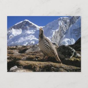 Rapphöna i Himalaya vykort