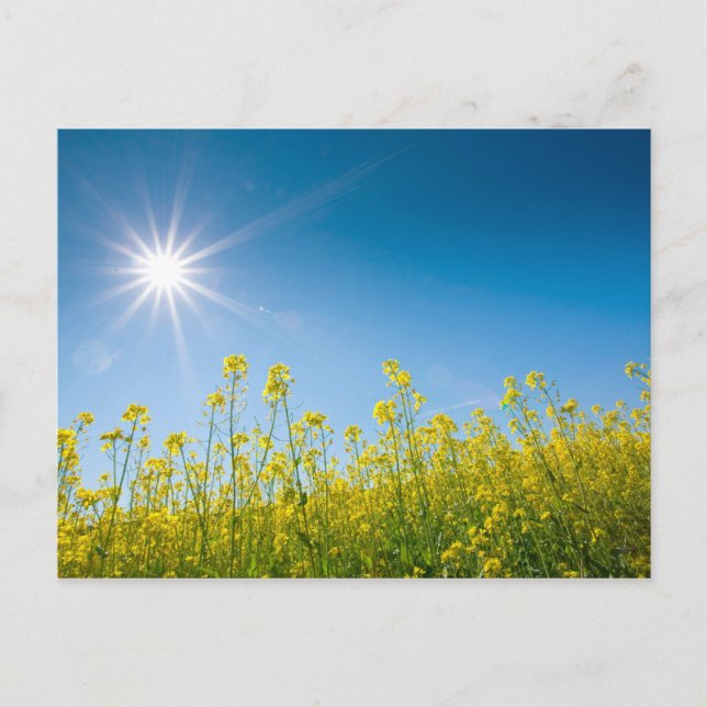 raps fält vykort (Framsida)