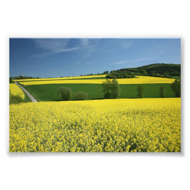 Rapseed fält nära Bavenhausen, Tyskland Fototryck (Framsidan)
