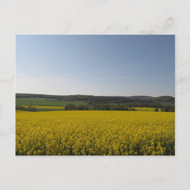 Rapsfeld Vykort (Framsida)