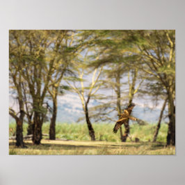 Raptor under flygning över Acacia Träd Poster