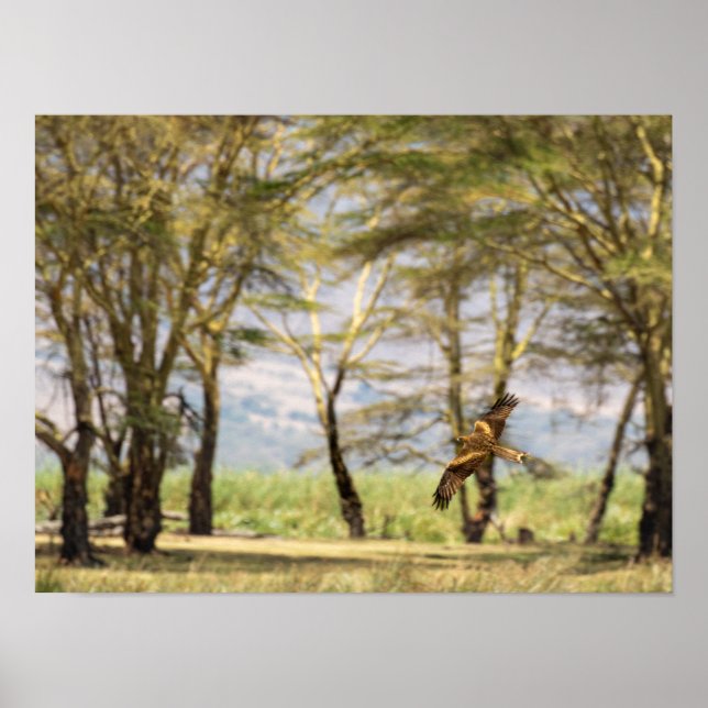 Raptor under flygning över Acacia Träd Poster (Framsidan)