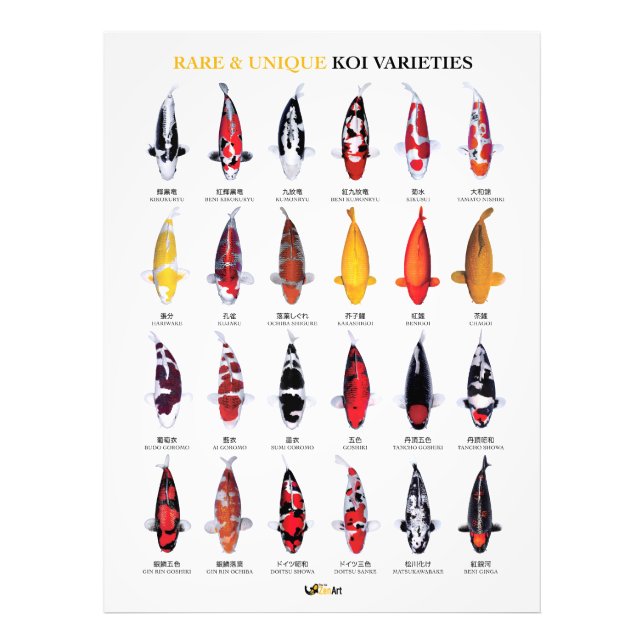 Rare & Unique Koi Varieties Poster (Framsidan)