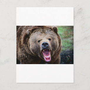 Raring Grizzly Bear Vykort