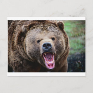 Raring Grizzly Bear Vykort