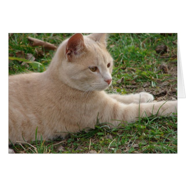 Rascal Hälsningskort (Framsidan Horizontal)