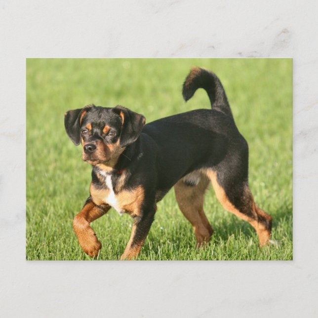 Rascal Vykort (Framsida)