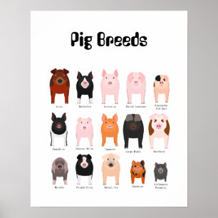 Raser från gris poster