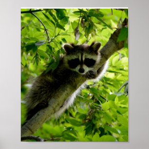 Rasion i Grönt Träd Cute grått maskerad tvättbjörn Poster