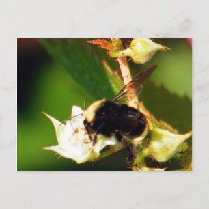 Raspberry Bee Vykort