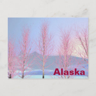 Raspberry Creme Birch Vykort